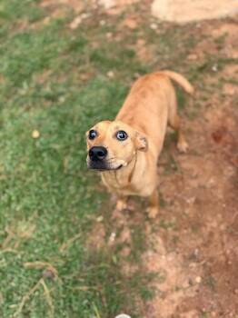 Cherry -  Hound Dog for Adoption - Cherry | PetCurious