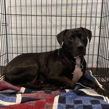 Mixed Breed Dogs Available for Adoption in Port Charlotte, Florida - Conner | PetCurious