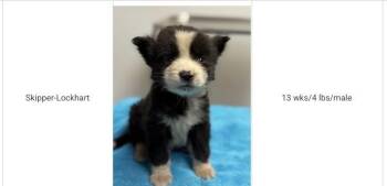 Skipper -  Australian Shepherd and Chihuahua Dog for Adoption in Aurora, Colorado - Skipper | PetCurious