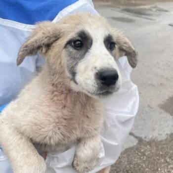 Anatolian Shepherd and Mixed Breed Dogs Available for Adoption in Morton Grove, Illinois - Bitsy | PetCurious