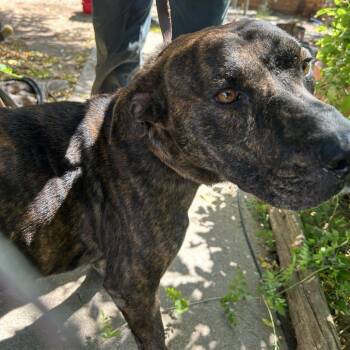 Major -  Pit Bull Terrier and Mixed Breed Dog for Adoption in Buchanan Dam, Texas - Major | PetCurious