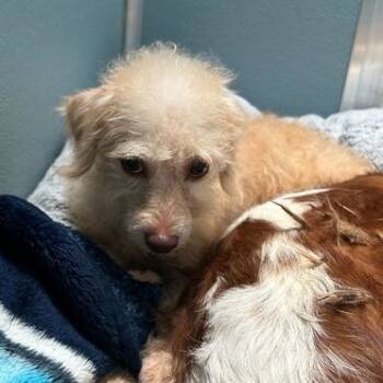 Rescue Mixed Breed Dogs for Adoption in Northbrook, Illinois - Jacob | PetCurious