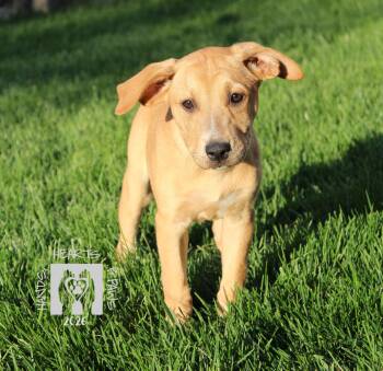 Australian Cattle Dog Blue Heeler Dogs Available for Adoption in Omaha, Nebraska - Tequila Sunrise | PetCurious