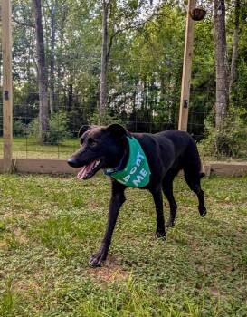 Liquorish -  Labrador Retriever and Shepherd Dog for Adoption in The Woodlands, Texas - Liquorish | PetCurious