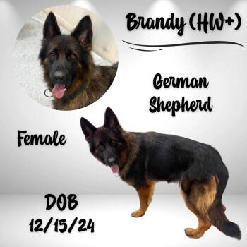 Brandy -  German Shepherd Dog Dog for Adoption in Caldwell, Texas - Brandy | PetCurious