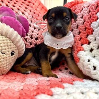 Buzz Basil Toy Story -  Jack Russell Terrier and German Shepherd Dog Dog for Adoption in Friendswood, Texas - Buzz Basil Toy Story | PetCurious
