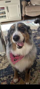Pixie -  Australian Shepherd Dog for Adoption in Dacula, Georgia - Pixie | PetCurious