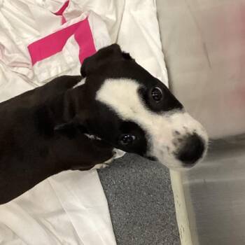 Carlee -  Terrier Dog for Adoption in Montgomery, Alabama - Carlee | PetCurious