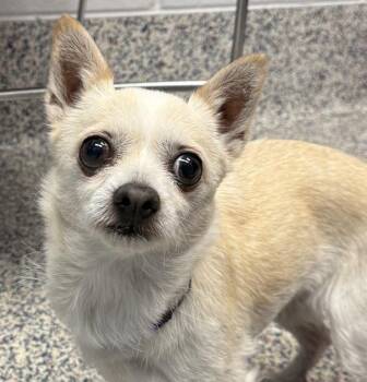 Chiquita -  Chihuahua and Maltese Dog for Adoption in Golden, Colorado - Chiquita | PetCurious