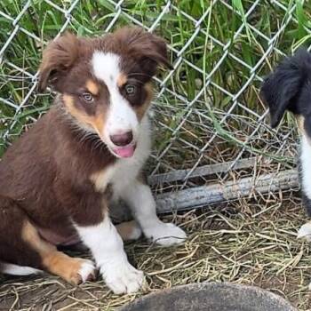 Rescue Border Collie Dogs for Adoption in The Woodlands, Texas - Heartland No. 112 | PetCurious