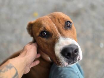 Maggie -  Boxer and American Staffordshire Terrier Dog for Adoption in Maynardville, Tennessee - Maggie | PetCurious