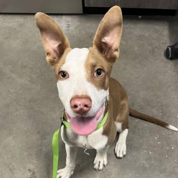 Papo -  Terrier Dog for Adoption in Tampa, Florida - Papo | PetCurious