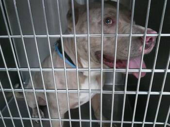 A476429 -  American Staffordshire Terrier Dog for Adoption in Oklahoma City, Oklahoma - A476429 | PetCurious