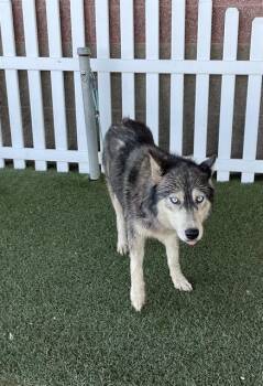 NANCI -  Siberian Husky Dog for Adoption in Modesto, California - NANCI | PetCurious