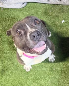 Bulldog Dogs Available for Adoption - Lexi | PetCurious