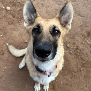 Luna -  German Shepherd Dog Dog for Adoption in Cedar Creek, Texas - Luna | PetCurious