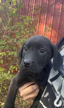 Rescue Labrador Retriever and Australian Cattle Dog Blue Heeler Dogs for Adoption in York, South Carolina - Drake | PetCurious