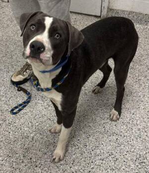 Toddy -  Pit Bull Terrier and Mixed Breed Dog for Adoption in Kansas City, Missouri - Toddy | PetCurious