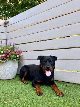 King -  Rottweiler Dog for Adoption in Charleston, South Carolina - King | PetCurious
