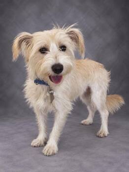 HARRY -  Schnauzer and Mixed Breed Dog for Adoption in Winter Haven, Florida - HARRY | PetCurious