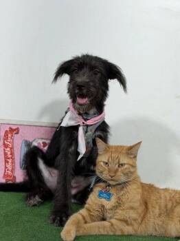 Batman -  Schnoodle and Schnauzer Dog for Adoption in Carlsbad, California - Batman | PetCurious