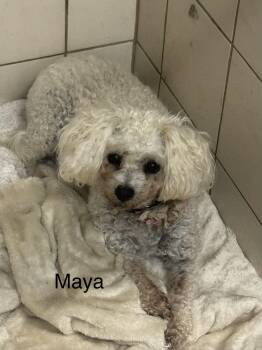 Maya -  Poodle Dog for Adoption in Ulster, Pennsylvania - Maya | PetCurious