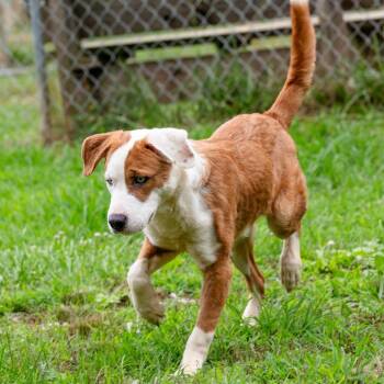 Morgan -  Mixed Breed Dog for Adoption in Blue Ridge, Georgia - Morgan | PetCurious