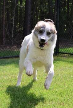 Great Pyrenees Dogs Available for Adoption in Washington, District Of Columbia - Faith | PetCurious