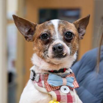 Chihuahua Dogs Available for Adoption - Drizzle | PetCurious