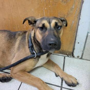 Rescue Mixed Breed Dogs for Adoption in Charleston, West Virginia - Marma | PetCurious
