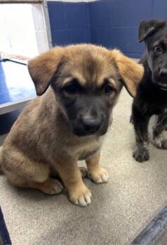 Shepherd Dogs Available for Adoption in Sterling, Massachusetts - Vienna 9 Weeks AVAILABLE 5/6 | PetCurious