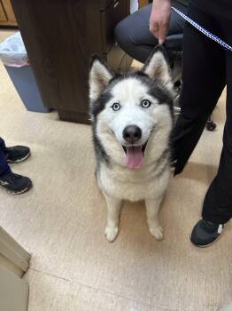 Ella-blue eyes -  Husky Dog for Adoption in Brierfield, Alabama - Ella-blue Eyes | PetCurious