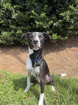 Rescue Mixed Breed Dogs for Adoption in Raleigh, North Carolina - Bogey | PetCurious