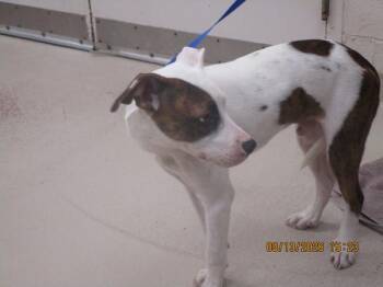 (300) -  Pit Bull Terrier Dog for Adoption in Marietta, Georgia - (300) | PetCurious