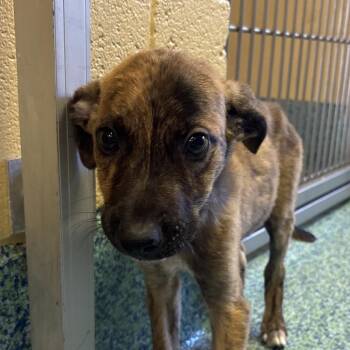 Vapra -  Mixed Breed Dog for Adoption - Vapra | PetCurious