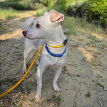 James Bond - Chino Hills Location -  Jack Russell Terrier and Mixed Breed Dog for Adoption in Chino Hills, California - James Bond - Chino Hills Location | PetCurious