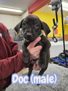 Labrador Retriever and Terrier Dogs Available for Adoption - Doc | PetCurious