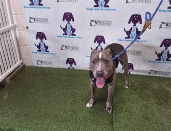 KASH -  Pit Bull Terrier and Mixed Breed Dog for Adoption in Orlando, Florida - KASH | PetCurious