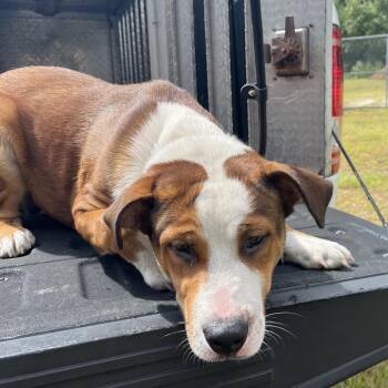 Red -  Pit Bull Terrier Dog for Adoption in Richmond Hill, Georgia - Red | PetCurious