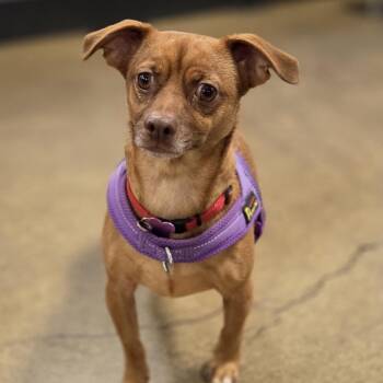 Wolfie -  Chihuahua Dog for Adoption in Eugene, Oregon - Wolfie | PetCurious