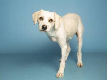 Poodle and Havanese Dogs Available for Adoption in Phoenix, Arizona - SCOTTY | PetCurious