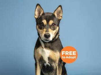 Australian Cattle Dog Blue Heeler and Mixed Breed Dogs Available for Adoption in Phoenix, Arizona - AVA | PetCurious