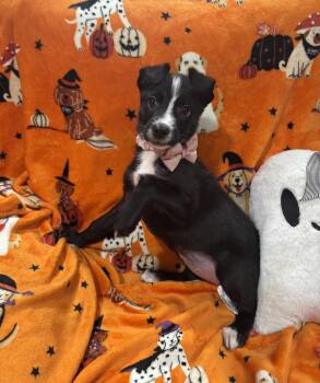 Flower -  Border Collie and Mixed Breed Dog for Adoption in Corona, California - Flower | PetCurious