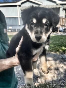 Husky and Border Collie Dogs Available for Adoption - Rocky Road | PetCurious