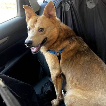 Reuben -  Husky and Cattle Dog Dog for Adoption in Chicago, Illinois - Reuben | PetCurious