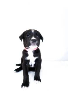 Fruity Pebbles -  Shepherd Dog Available for Adoption in Bixby, Oklahoma - Fruity Pebbles | PetCurious