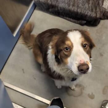 Cinnamon -  Australian Shepherd Dog Available for Adoption in Buffalo, Wyoming - Cinnamon | PetCurious