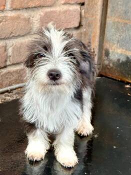 Toto -  Terrier Dog for Adoption in Tucson, Arizona - Toto | PetCurious