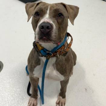 Xena -  Pit Bull Terrier Dog for Adoption in Middletown, New York - Xena | PetCurious