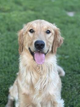 Golden Retriever Dogs Available for Adoption in Russellville, Ohio - Luca | PetCurious